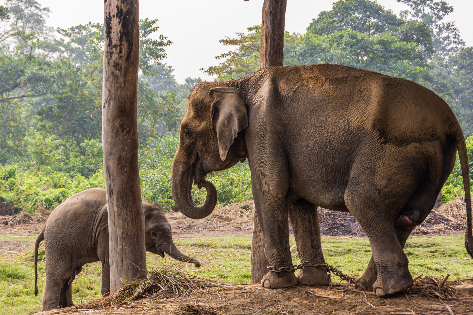 Chitwan Elephant Breeding Center